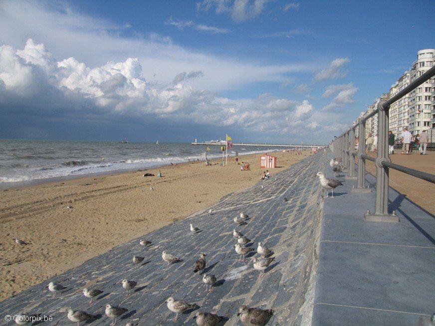 Photo mouettes A  la plage 4